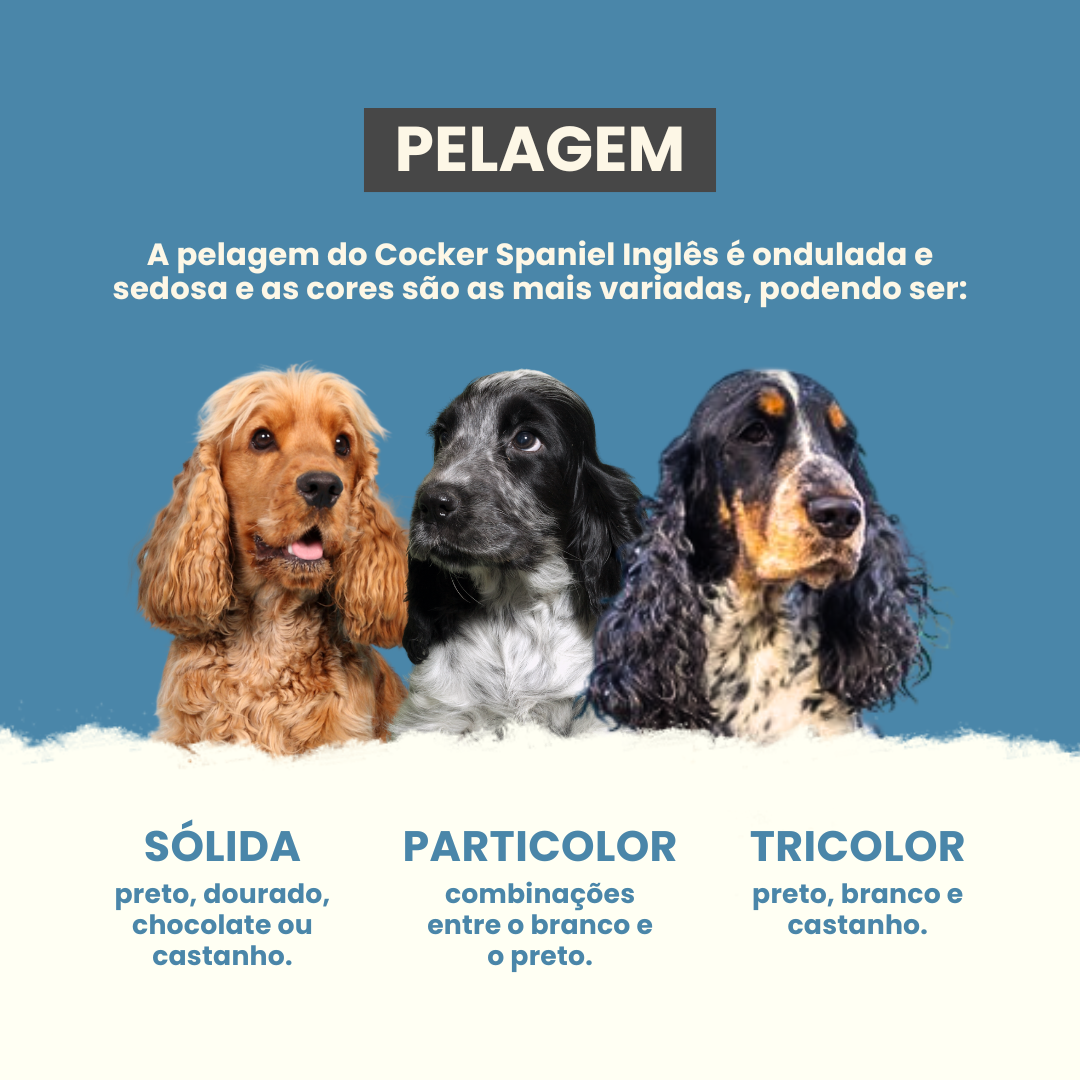 Manual das raças - Cocker Spaniel Inglês - Dermacare Vet